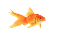 Hoe-oud-worden-goudvissen